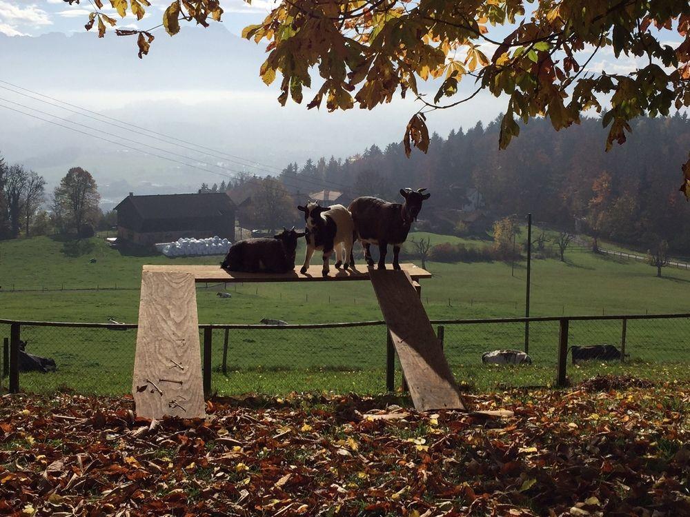 Landgasthof Santisblick Hotell Abtwil Eksteriør bilde